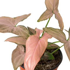 Syngonium 'Pink Splash' - photo 2