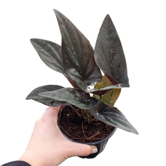 Syngonium 'Red Arrow' live houseplant