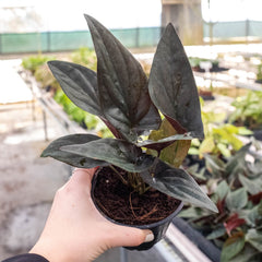 Syngonium 'Red Arrow' - photo 4