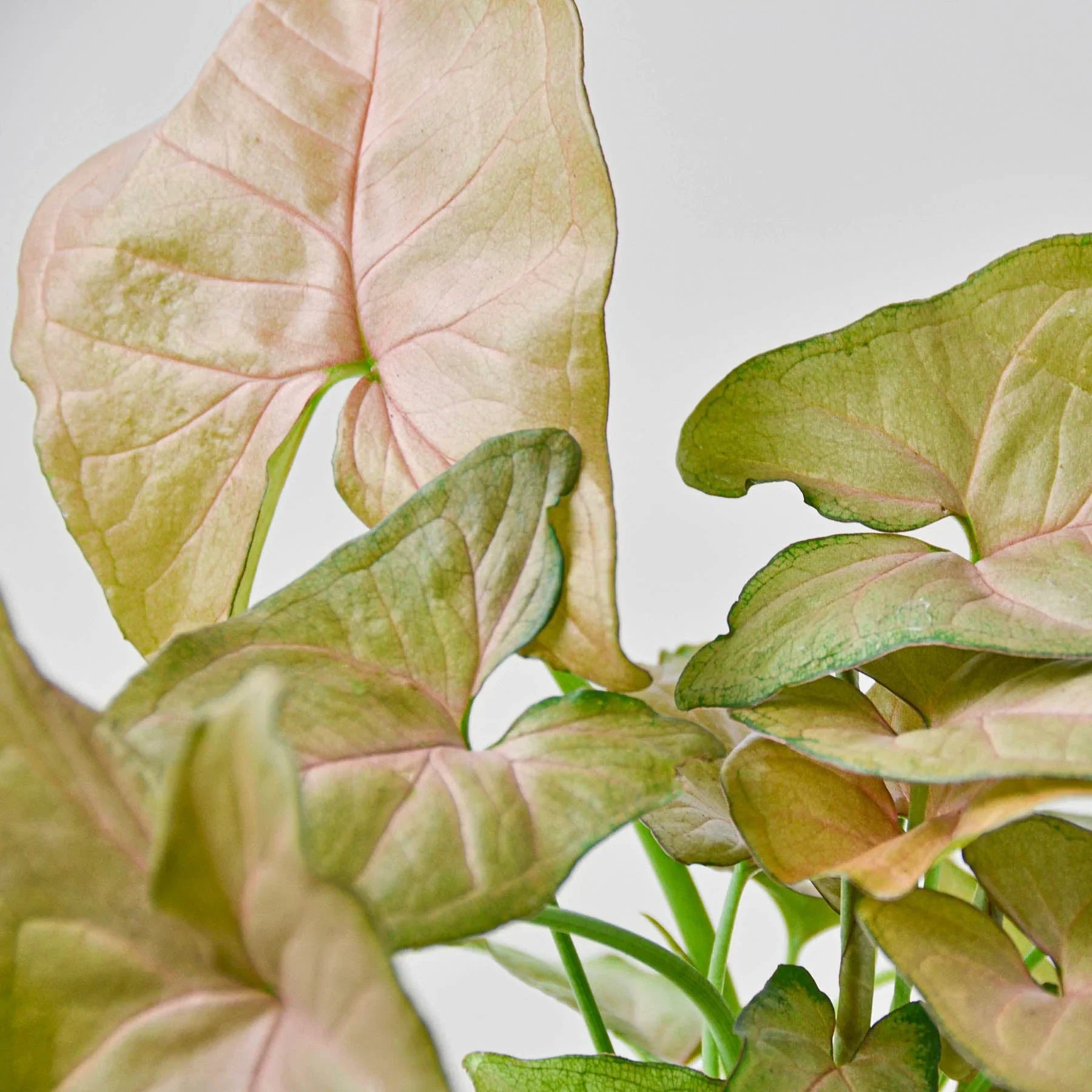 Syngonium Strawberry - photo 4