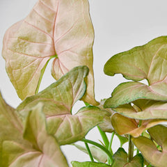 Syngonium Strawberry - photo 4