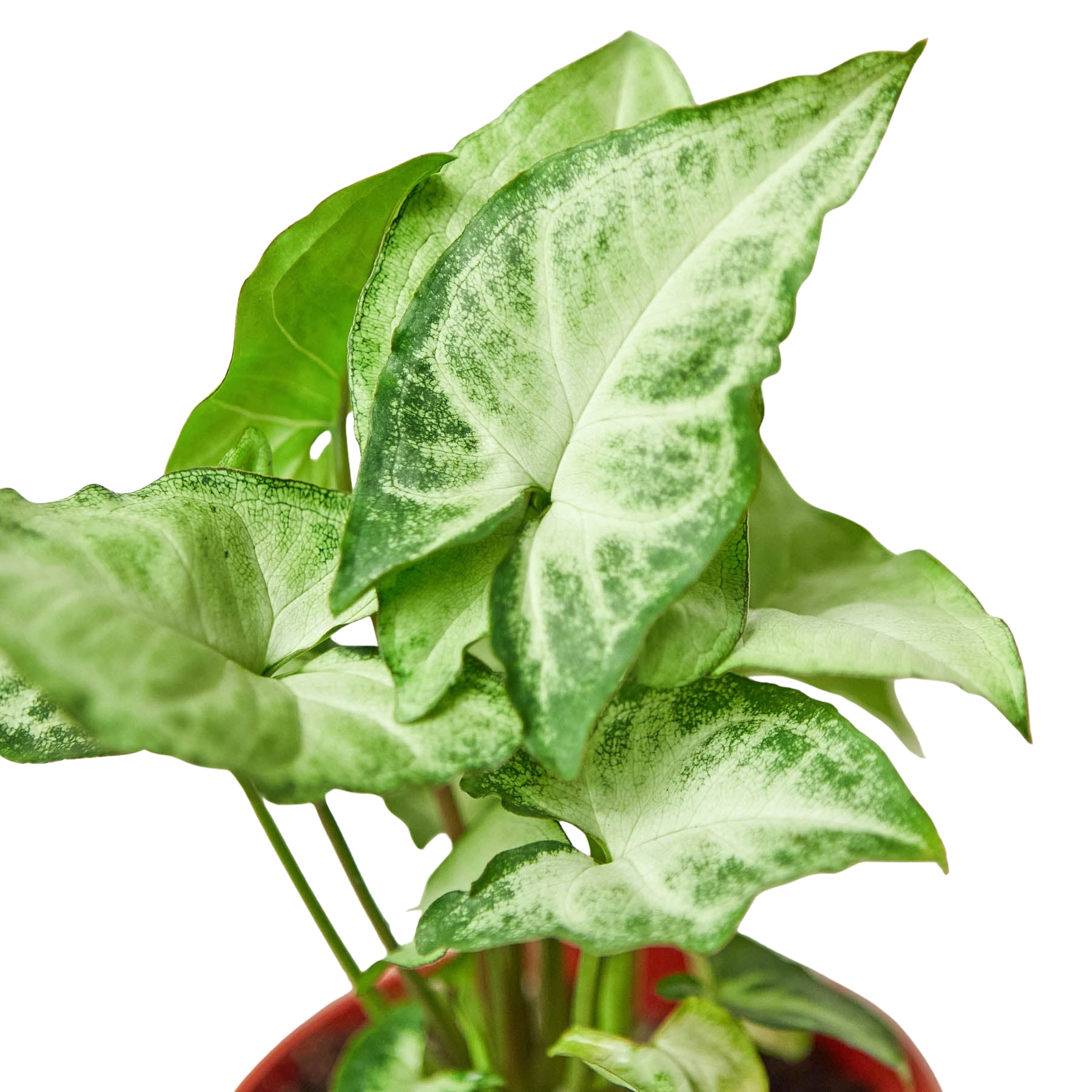 Syngonium White Butterfly - photo 5