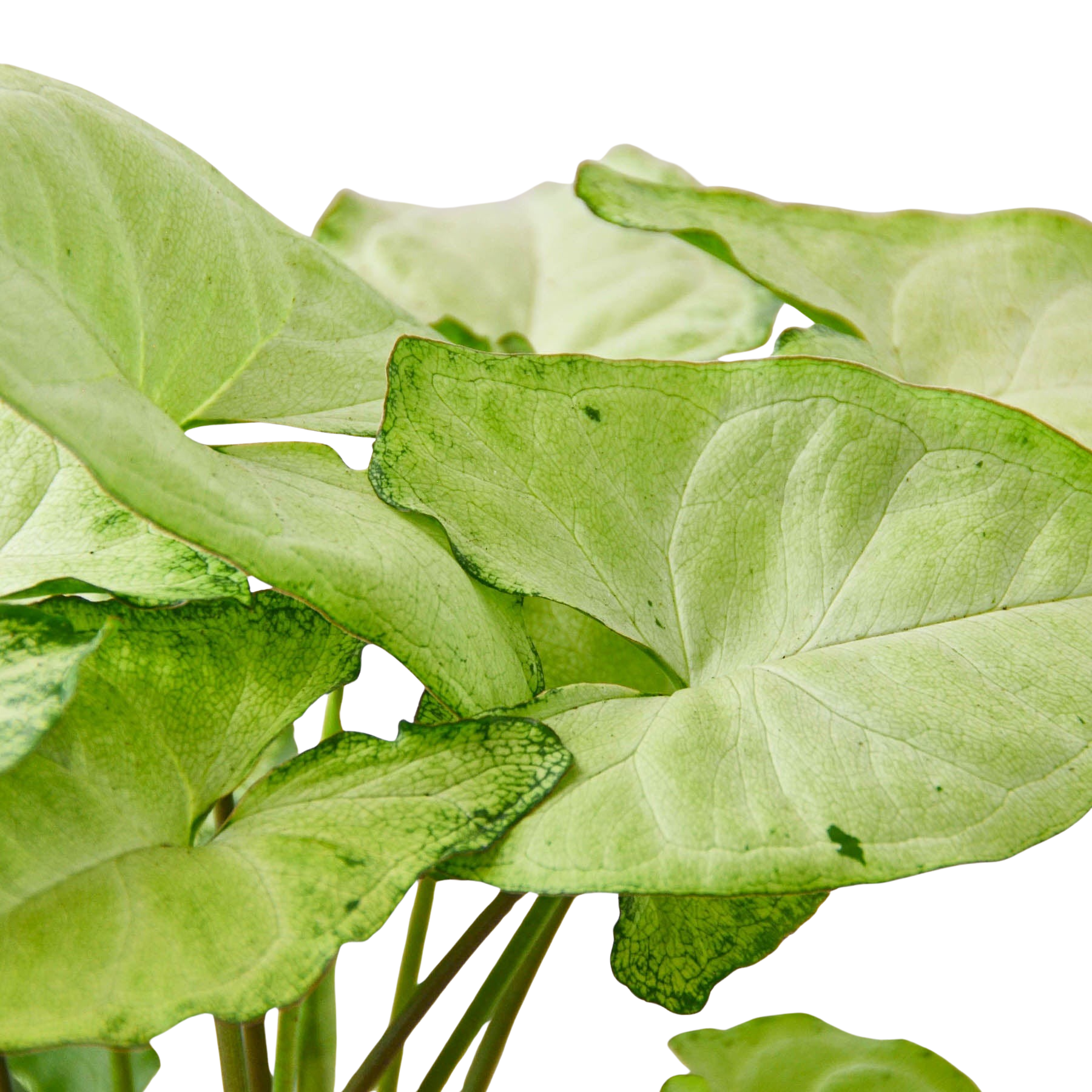 Syngonium White Butterfly - photo 4