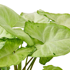 Syngonium White Butterfly - photo 4