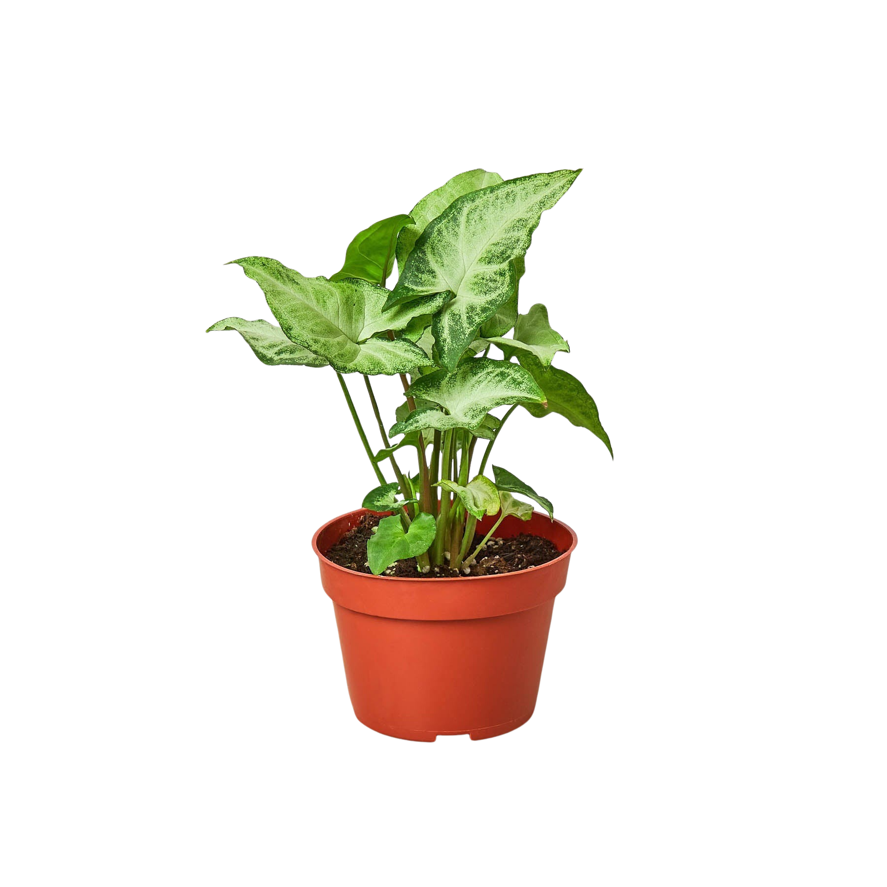 Syngonium White Butterfly - photo 3