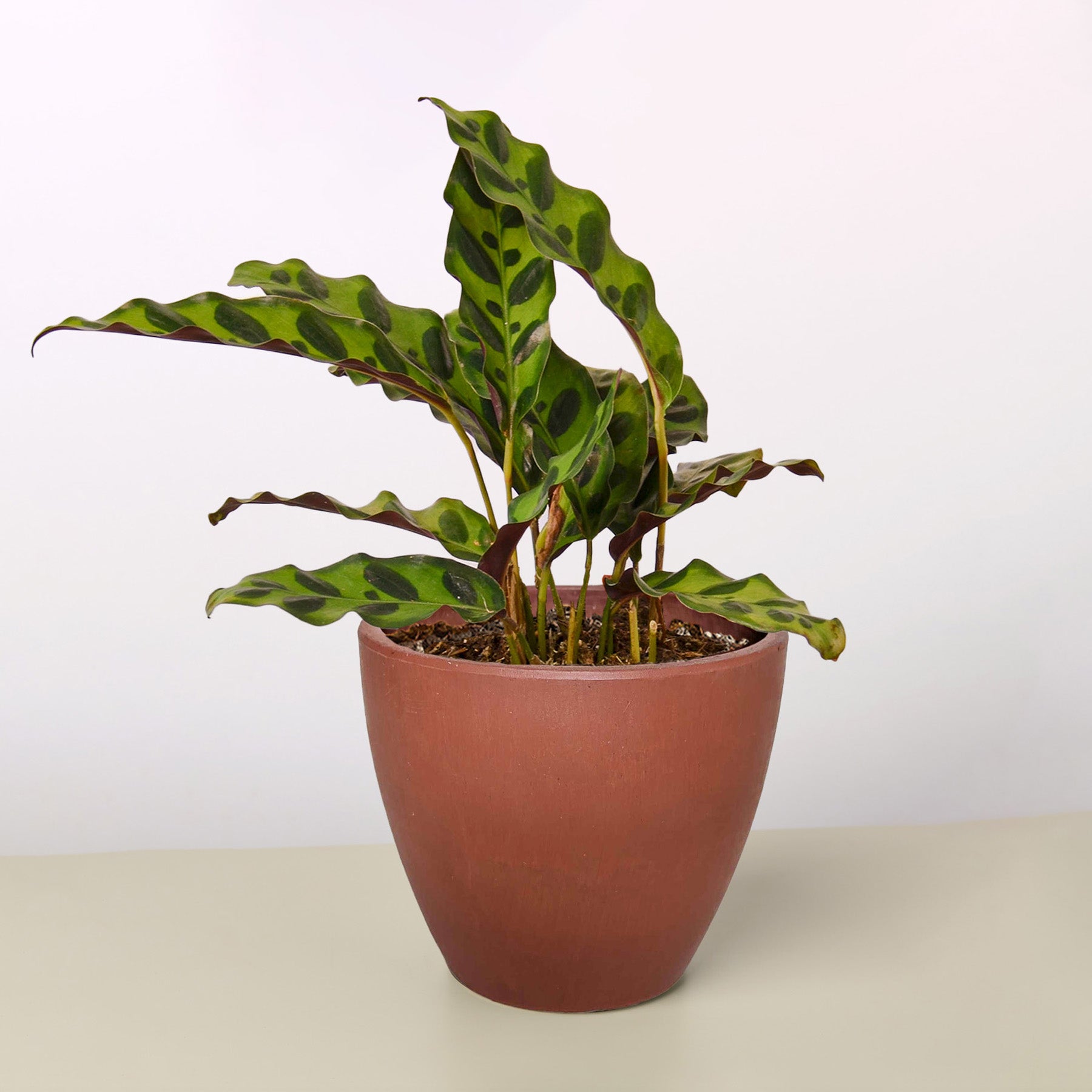 Calathea Lancifolia 'Rattlesnake' - photo 6