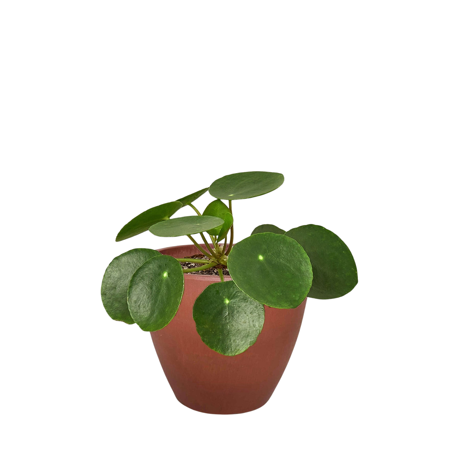 Pilea Peperomioides 'Chinese Money' - photo 7