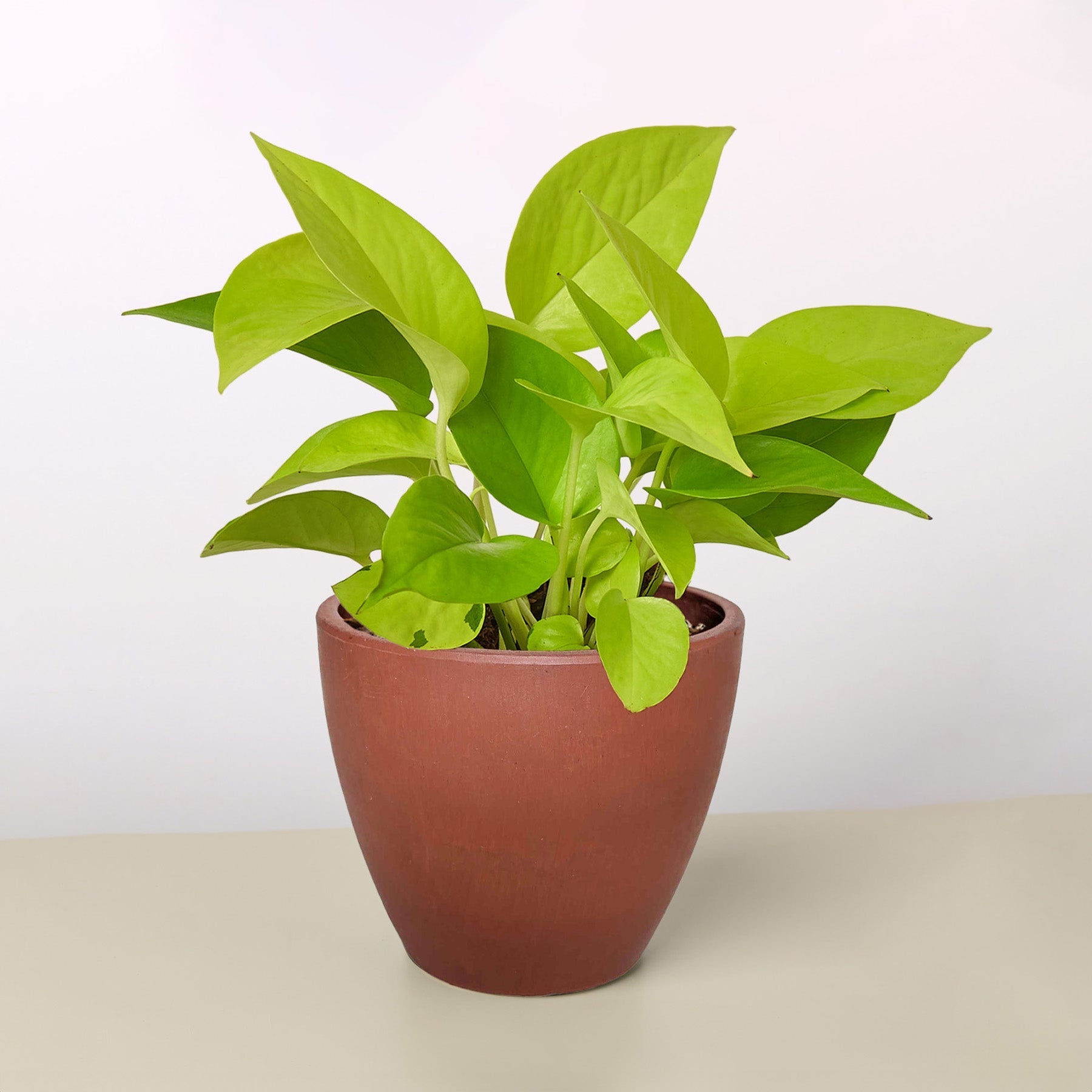Pothos 'Neon' - photo 7