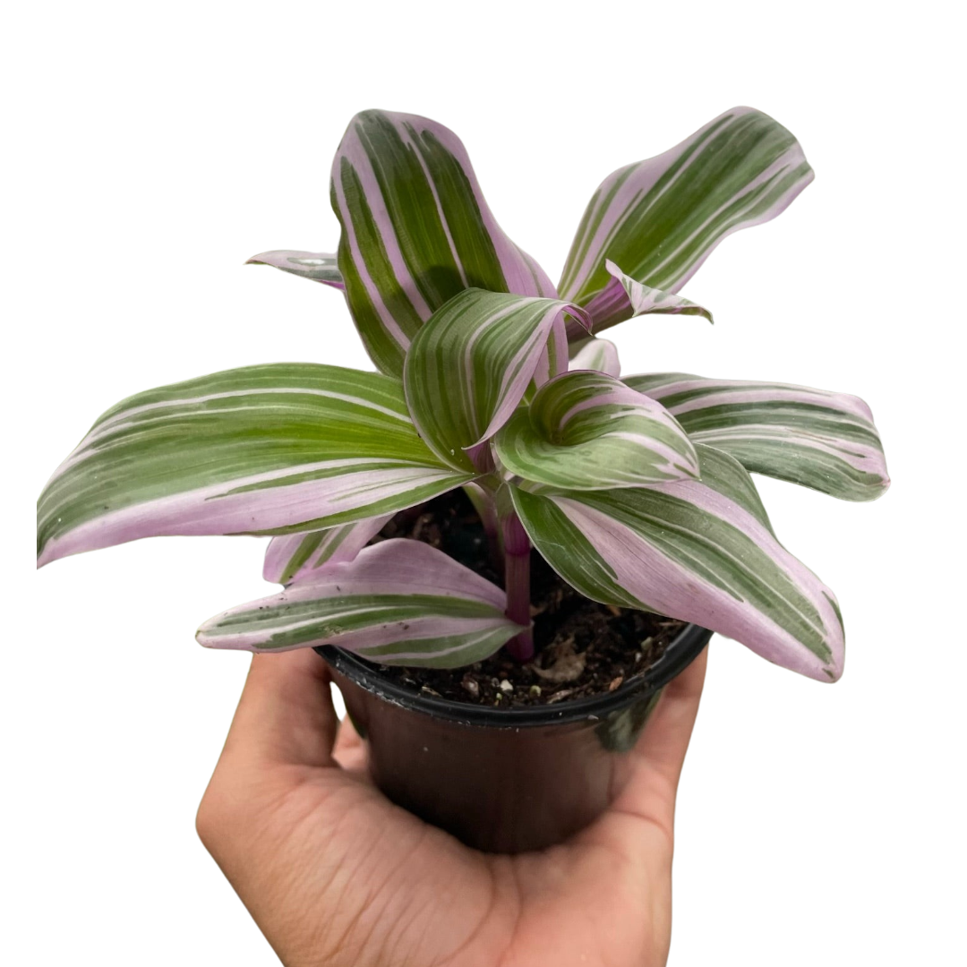 Tradescantia 'Nanouk' - photo 3