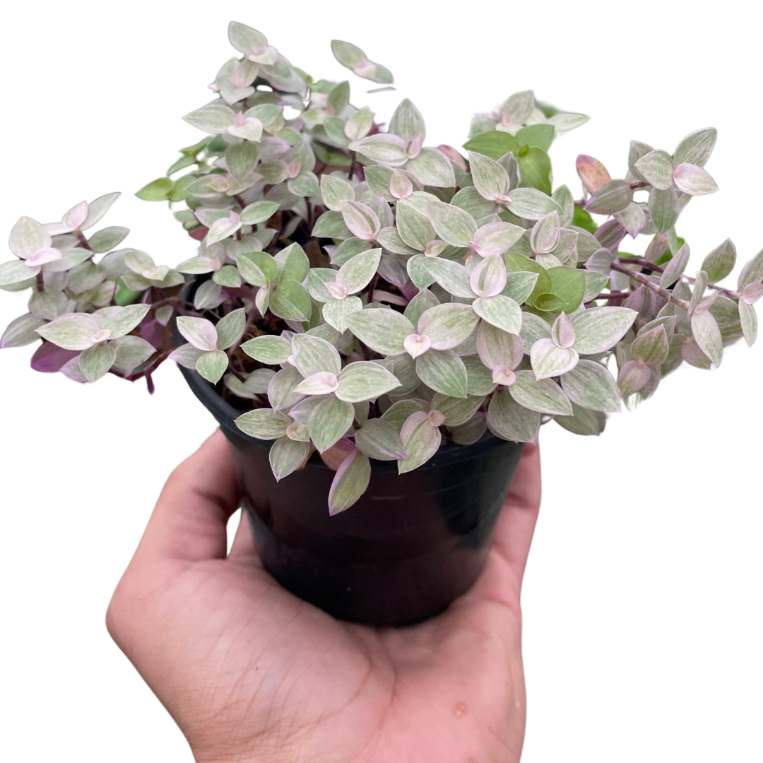 Tradescantia Callisia 'Pink Panther' - photo 3