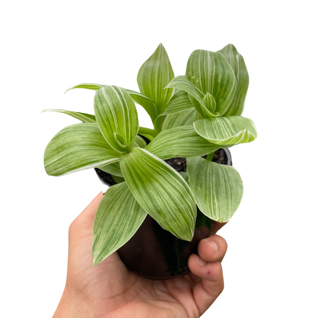 Tradescantia 'Sanna' live houseplant