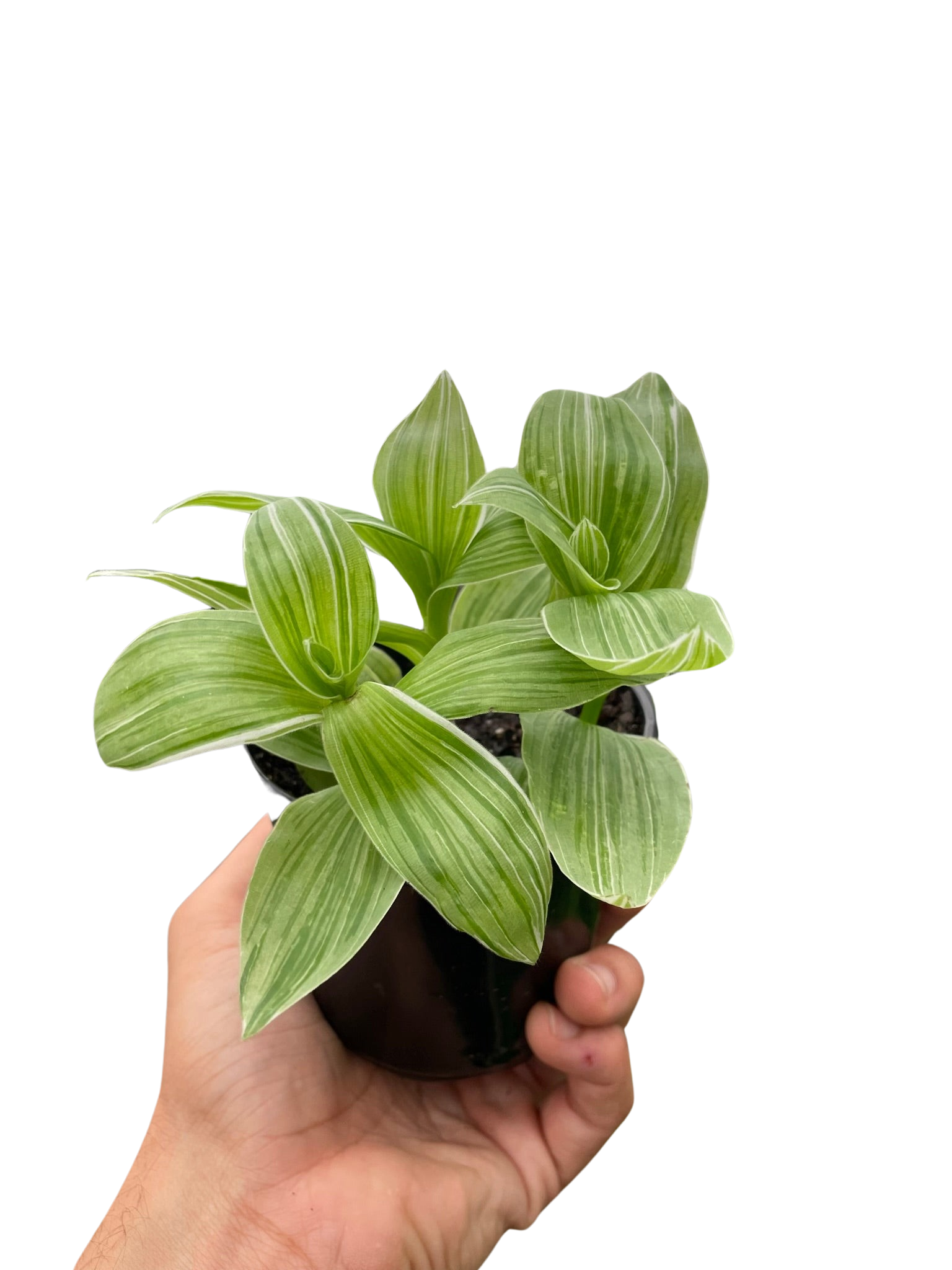 Tradescantia 'Sanna' - photo 3