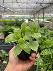 Tradescantia 'Sanna' - photo 2