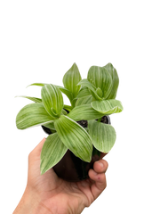 Tradescantia 'Sanna' - photo 3