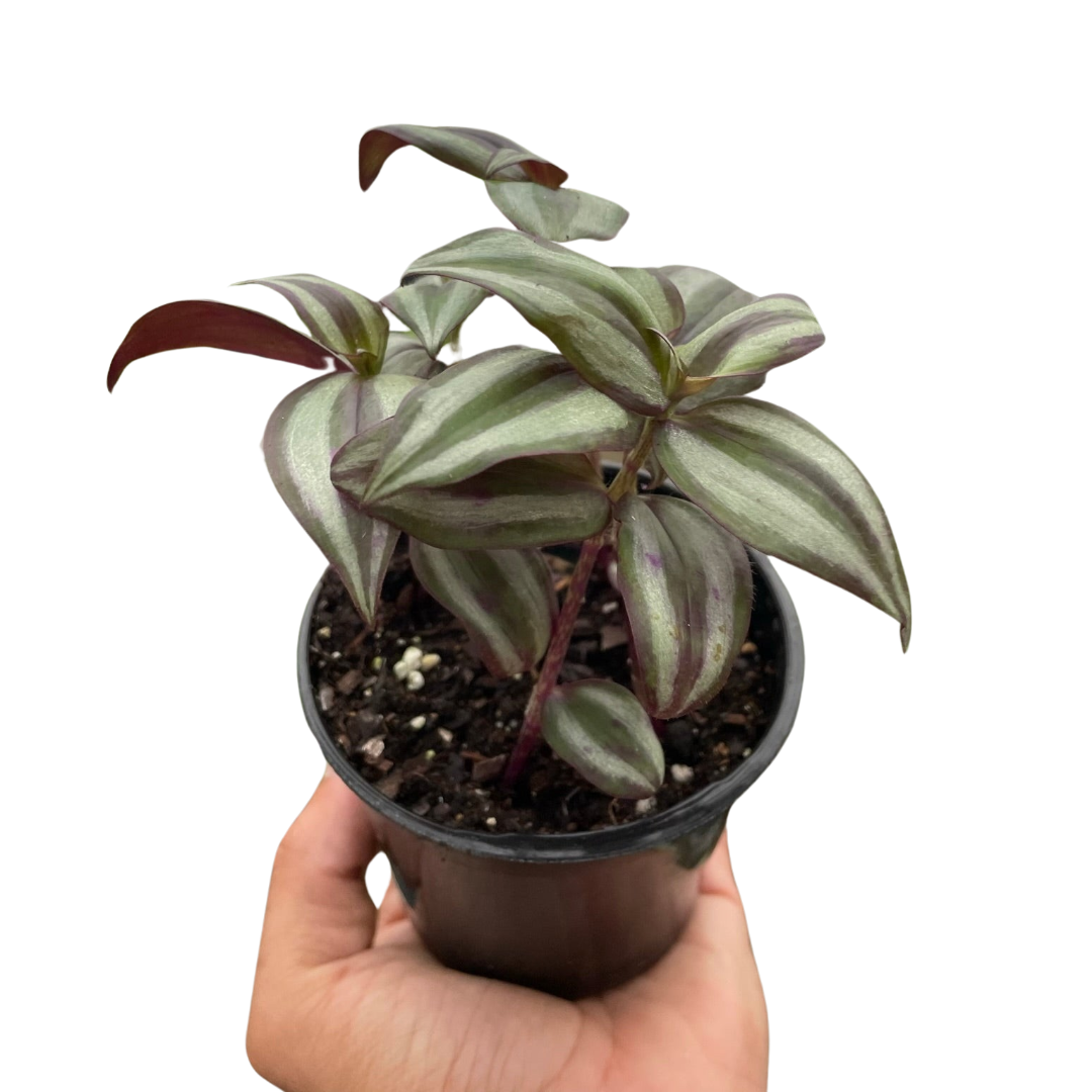 Tradescantia Zebrina 'Wandering Dude' live houseplant