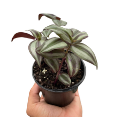 Tradescantia Zebrina 'Wandering Dude' live houseplant