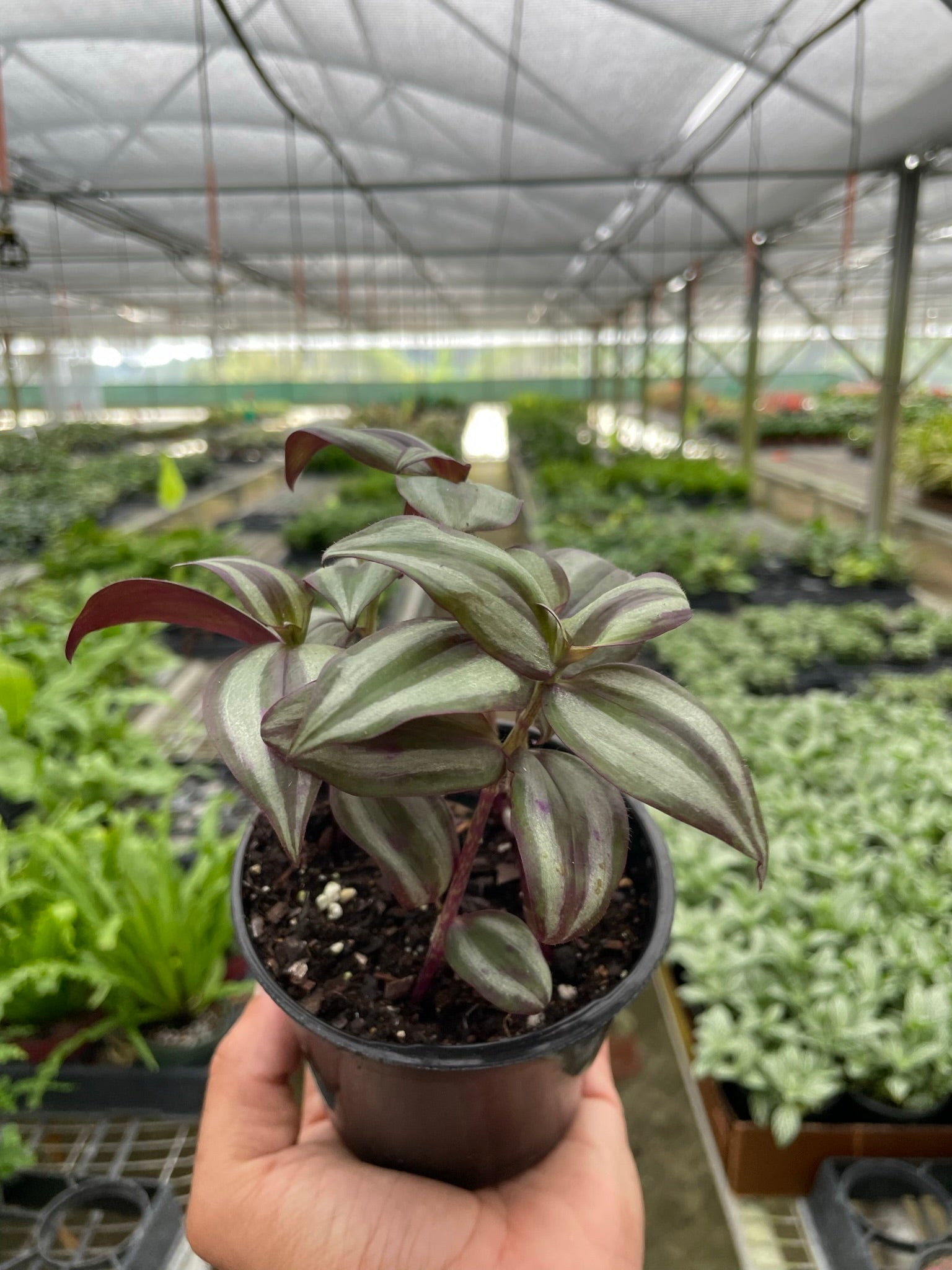 Tradescantia Zebrina 'Wandering Dude' - photo 2