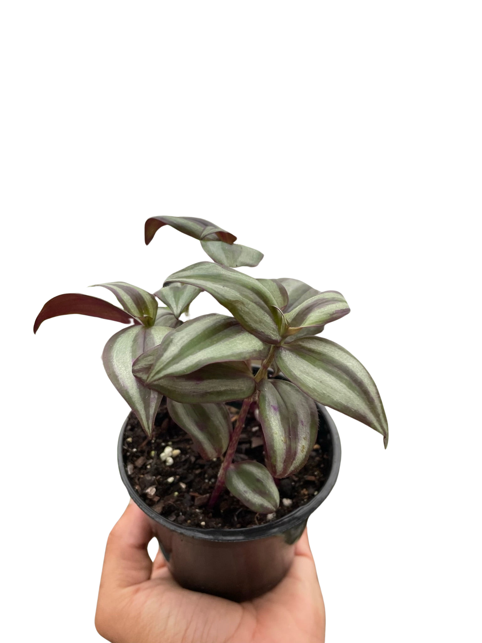 Tradescantia Zebrina 'Wandering Dude' - photo 3