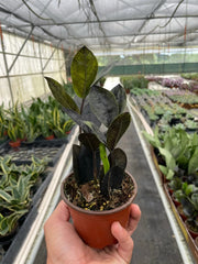 ZZ Zamioculcas 'Black Queen' - photo 4