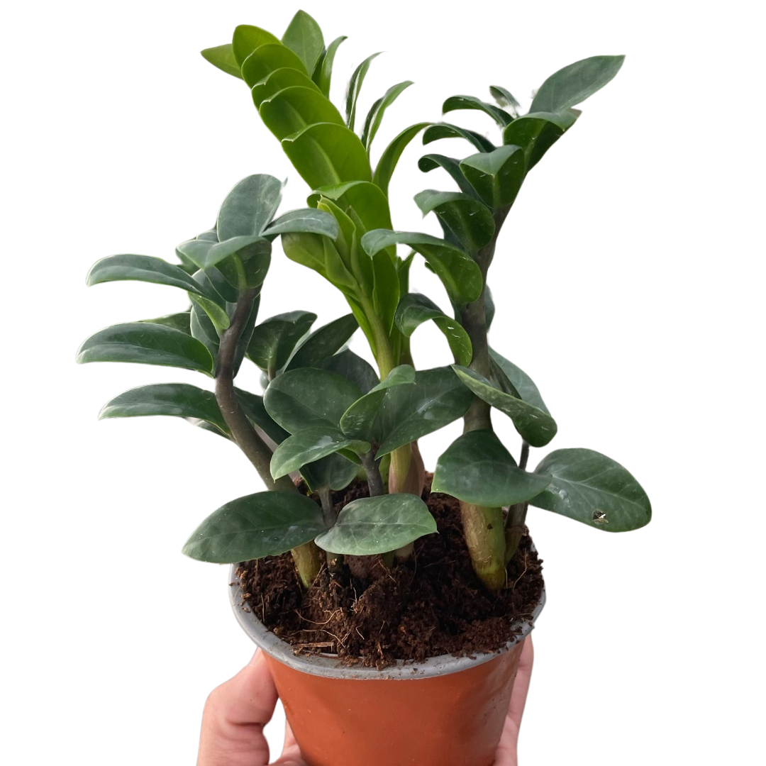Variegated Trio - 3 Live Houseplants