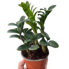 Variegated Trio - 3 Live Houseplants