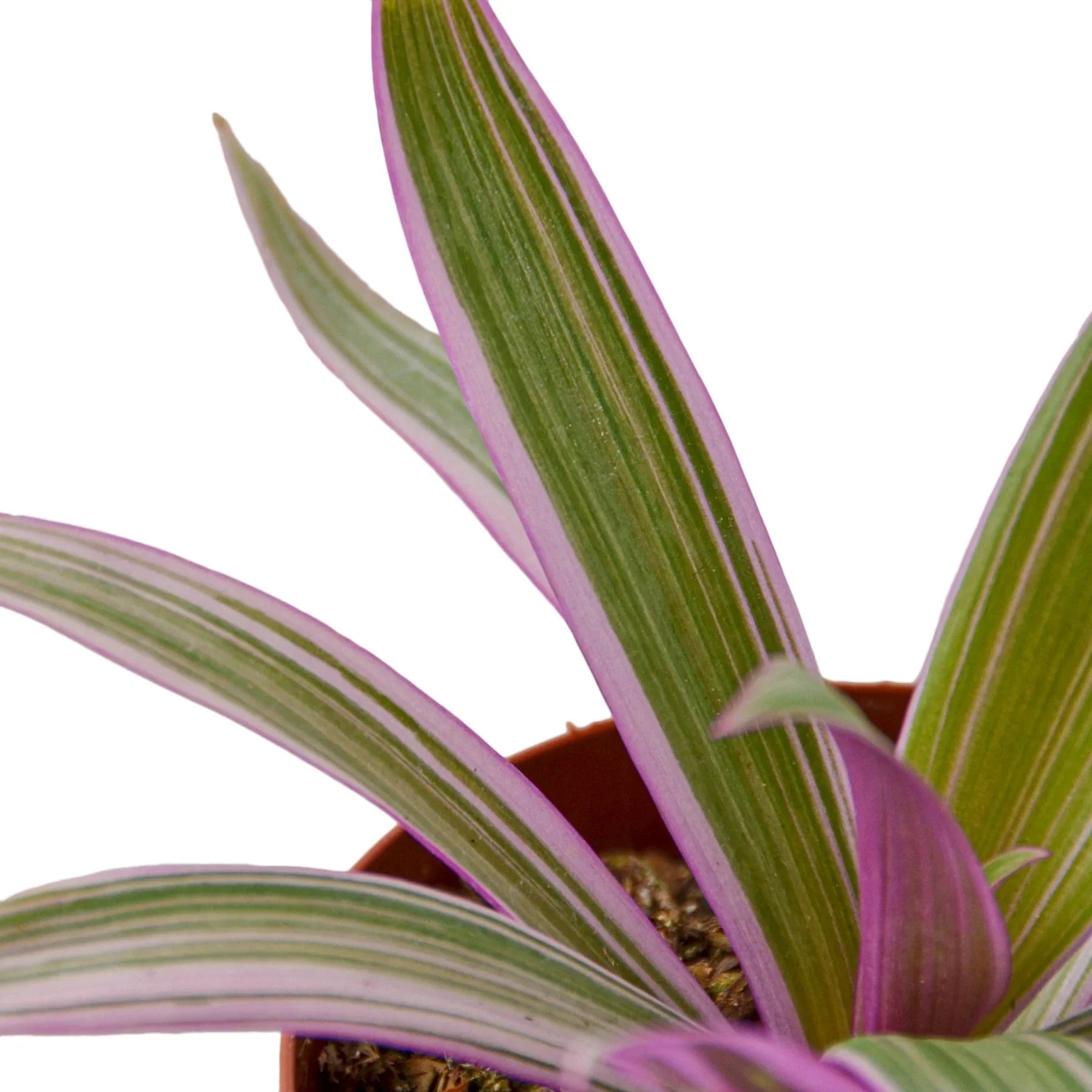Oyster Plant 'Moses in the Cradle' - photo 2