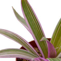 Oyster Plant 'Moses in the Cradle' - photo 2