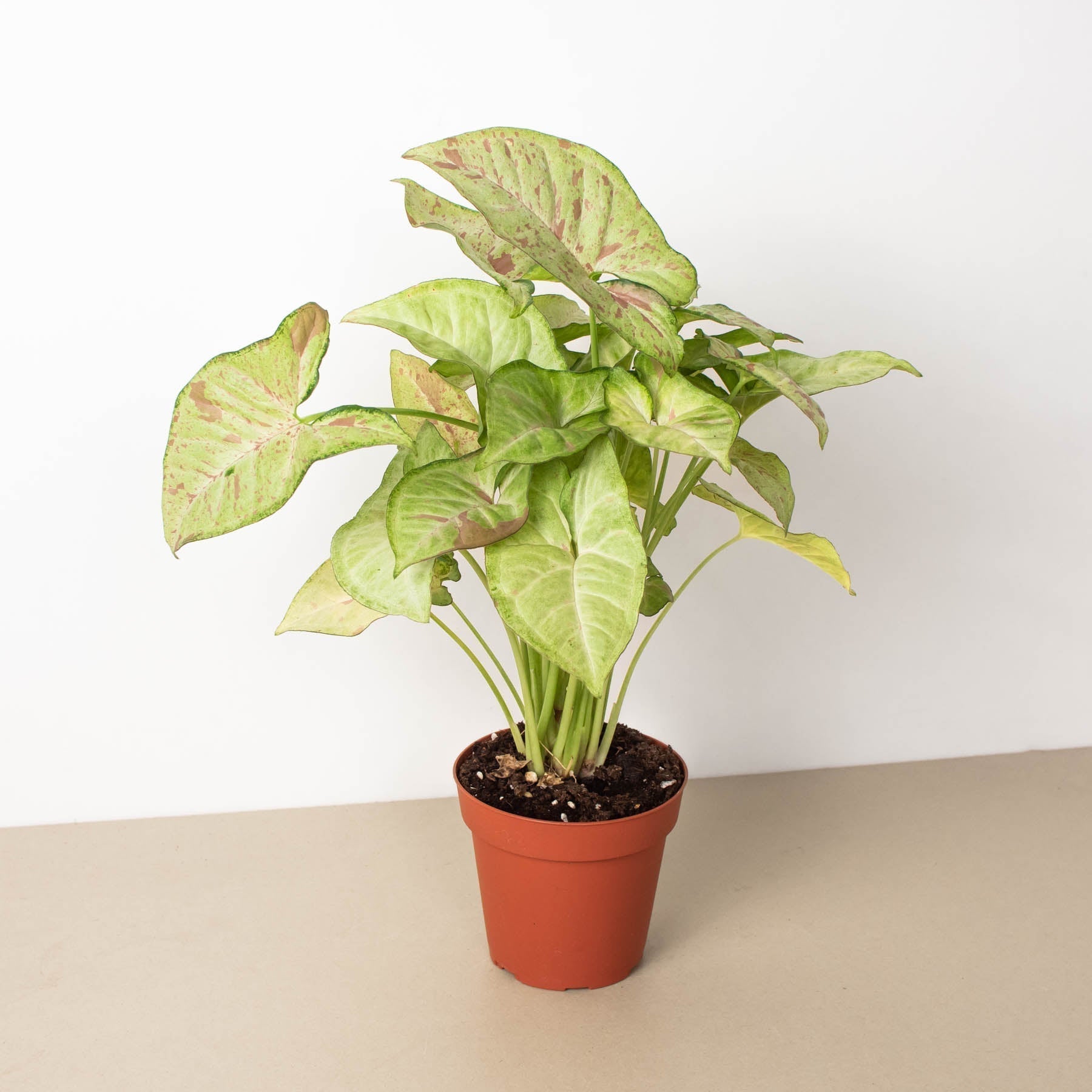 Syngonium 'Confetti' live houseplant