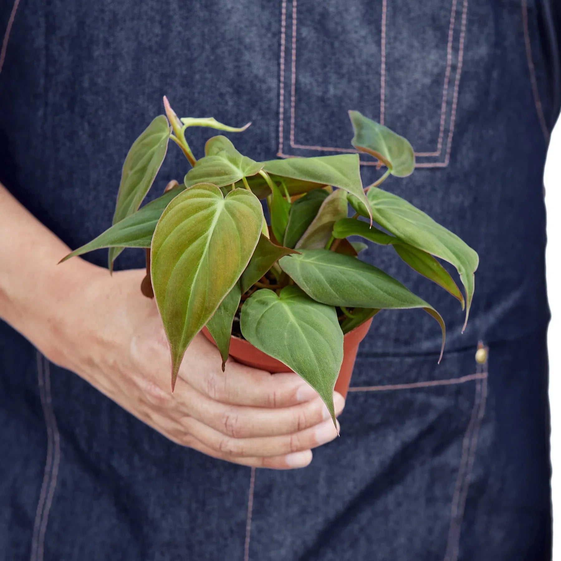 Philodendron 'Velvet' - photo 4