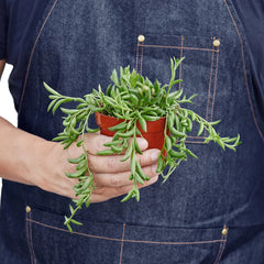 Succulent 'String of Bananas' - photo 3