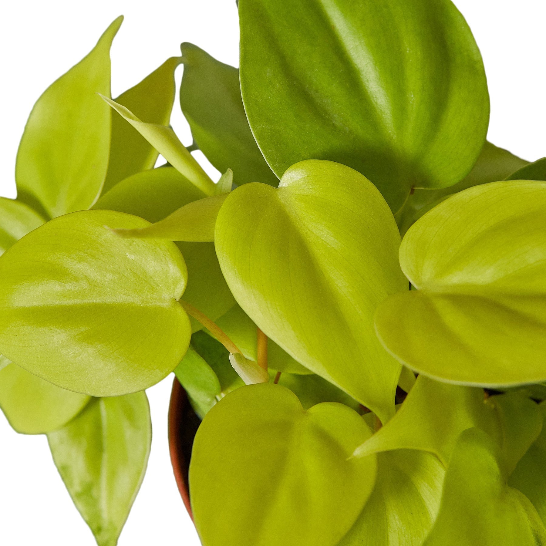 Philodendron 'Neon' - photo 2