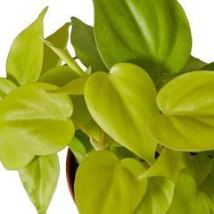 Philodendron 'Neon' - photo 2