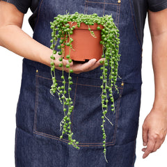 Succulent 'String of Pearls' - photo 3