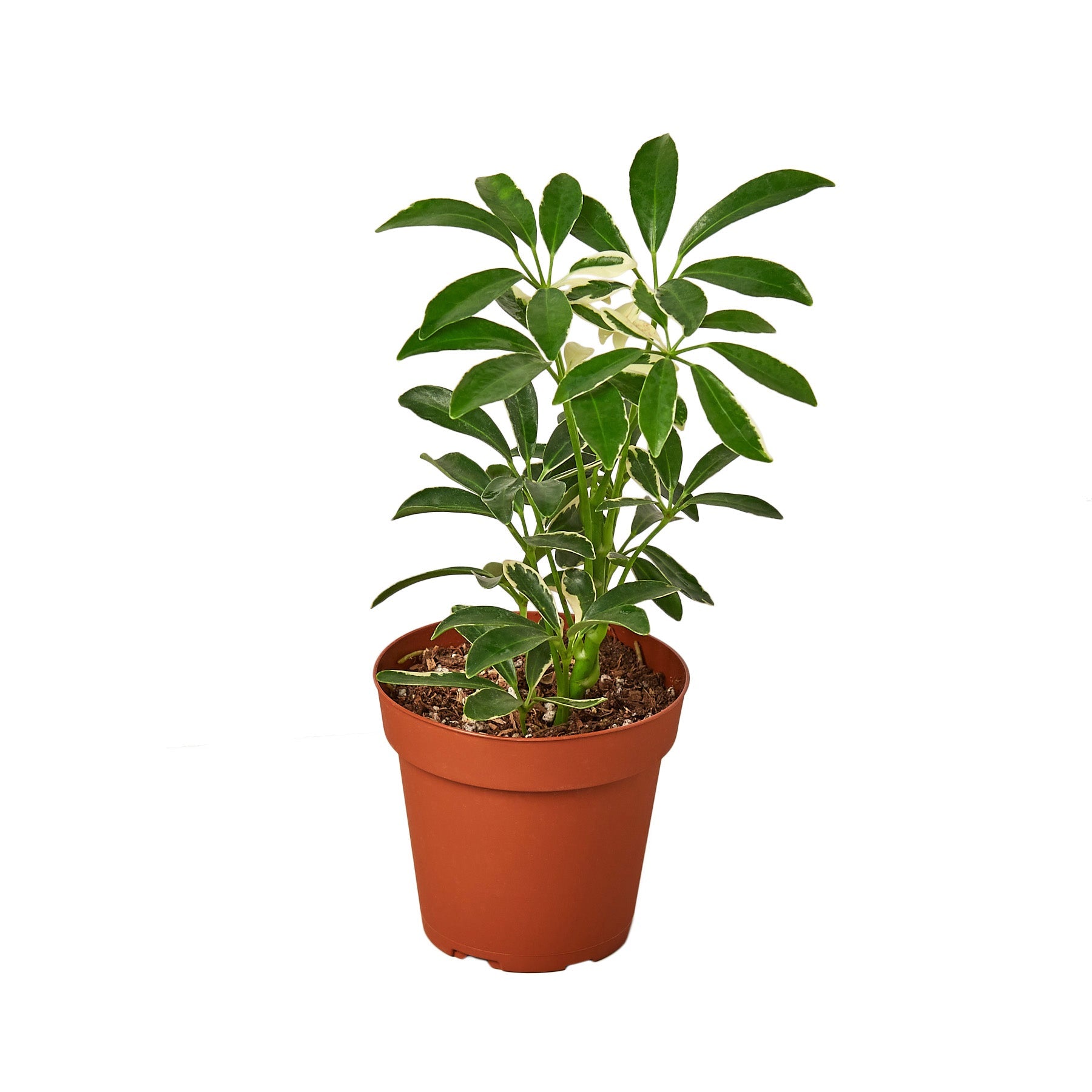 Schefflera Moonlight 'Umbrella Plant' live houseplant