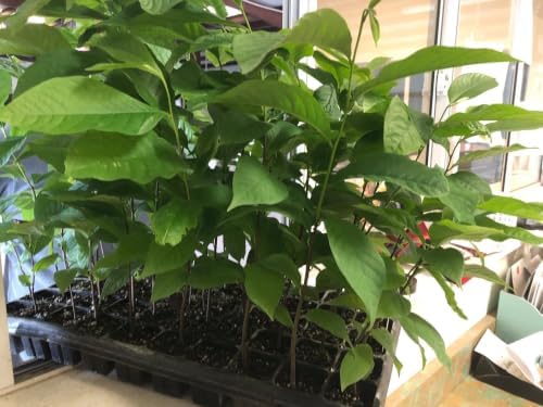 Paw Paw Indian Banana Tree Live Plant, 6-12 Inches, Quart Pot | Cold Hardy Native Fruit Tree, USDA Zones 5 to 8, Full Sun to Full Shade, Quart Pot