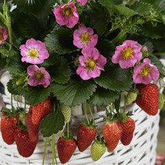 Strawberry Rose Summer Breeze Starter Plant - Edible Pink Blooms | Ships as 1 starter plant in a 1 in nursery pot. Ornamental strawberry, pink blooms and sweet edible berries. Zones 4-9.