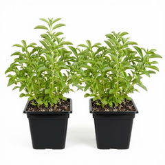 Set of 2 Stevia Live Plants, Natural Sweetener Herb, 4-8 Inches | Sugar Substitute, USDA Zones 9 to 11, Full Sun, No Pot