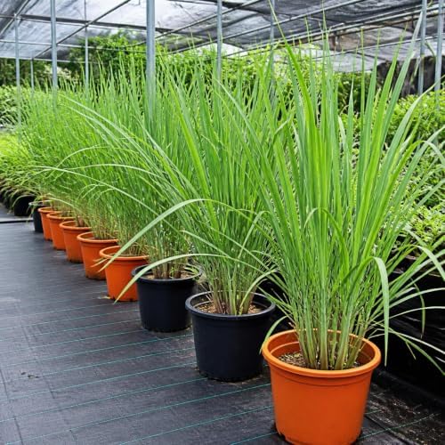 Set of 8 Lemon Grass Live Plants, 4-8 inches | Lemongrass Culinary and Mosquito Repelling Herb, USDA Zones 9 to 11, Full Sun, No Pot