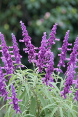 Set of 3 Mexican Sage Salvia Live Plants, 4-8 in, No Pot | Velvety Purple & White Flower Spikes, Full Sun, USDA Zones 8 to 10, No Pot