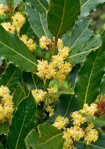 Set of 2 Mediterranean Sweet Bay Laurel Live Plants, 4-8 Inches | Culinary Evergreen Bay Leaf Herb Tree (Laurus Nobilis), USDA Zones 8 to 11, Full Sun to Partial Shade, No Pot