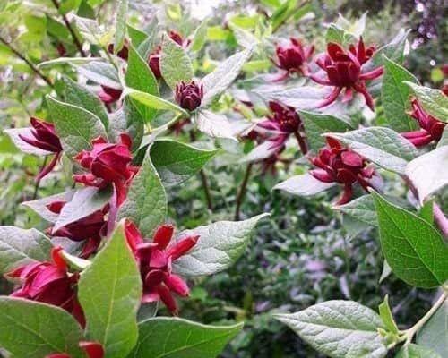 Carolina Allspice Sweetshrub Live Plant in Quart Pot, 6-18 in | Ships as a live plant in a quart pot, about 6-18 in tall. Fragrant dark-red blooms. Native shrub, hardy in USDA zones 5-9.