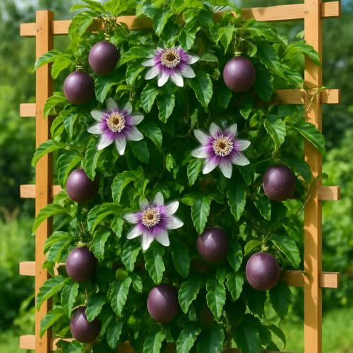 Possum Purple Passion Fruit Live Plant, Self-Fertile Cold Hardy Edible Purple Passionfruit Vine, USDA Zones 7 to 11, Full Sun