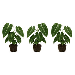 Set of 3 Melanochrysum Philodendron Live Plant, 4-8 inches | Rare Tropical Velvet Leaf Climbing Indoor Houseplant, USDA Zones 9 to 11, Partial Shade