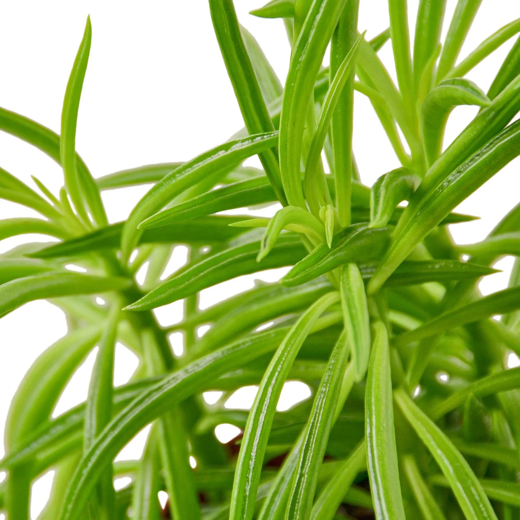Peperomia 'Green Bean' - photo 2