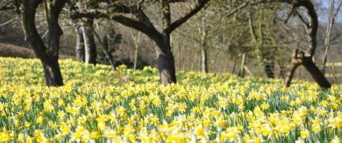 25 Wild Daffodil Bulbs - Narcissus pseudonarcissus, Yellow Spring Blooms | Ships as 25 dormant bulbs, no pot. Naturalizing wild daffodil, pale-yellow spring trumpets. Hardy USDA zones 3-10.