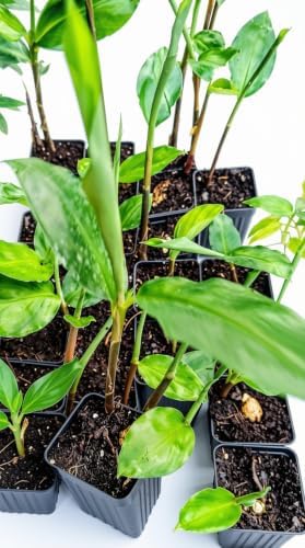Set of 2 Red Awapuhi Shampoo Ginger Live Plant, Zingiber Zerumbet | Starter Plant, 4-8 Inches, Hawaiian Shampoo Plant, Fragrant Red Cone Flowers, USDA Zones 9 to 11, Partial Shade, No Pot