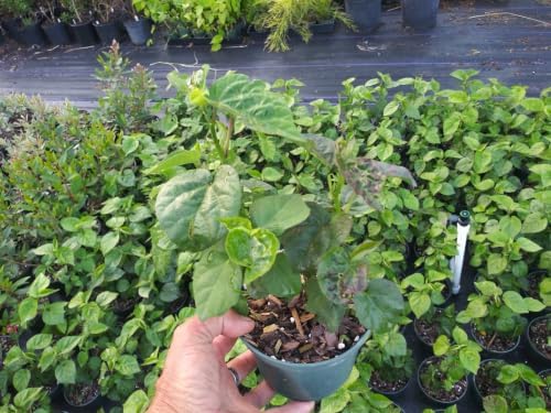 Hardy Hibiscus Luna White Live Starter Plant, 4-8 Inches | Giant Dinner Plate Perennial Blooms, USDA Zones 4 to 9, Full Sun, No Pot
