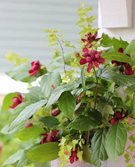 Carolina Allspice Sweetshrub Live Plant in Quart Pot, 6-18 in | Ships as a live plant in a quart pot, about 6-18 in tall. Fragrant dark-red blooms. Native shrub, hardy in USDA zones 5-9.