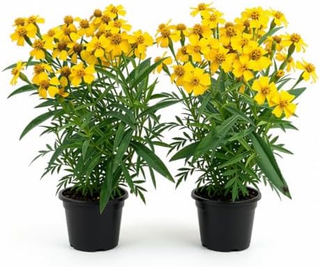 Set of 2 Mexican Tarragon Live Plants, Tagetes Lucida, Starter Plants | Mexican Mint Marigold, Anise Scented Culinary Herb, USDA Zones 8 to 11, Full Sun, 4-8 Inches, No Pot