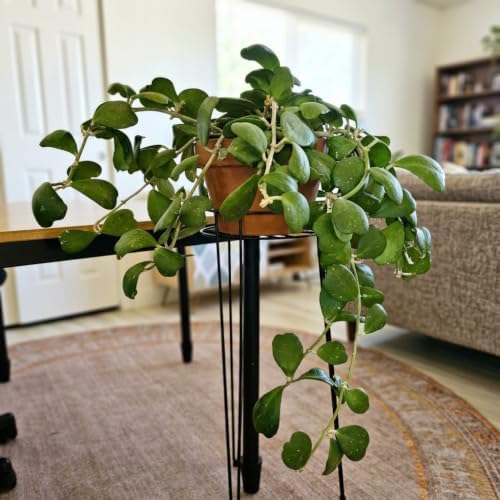 Hoya Kerrii Heart Live Plant, 4-8 Inch Tall | Sweetheart Hoya Plant, Heart Shaped Leaf Houseplant, Perfect for Home Decor, Gifts, Garden